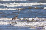 Grey Heron Port Aransas Oct 2020